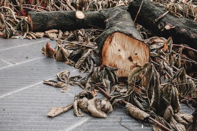 Close-up of cut trunk 