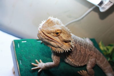 Close-up of lizard