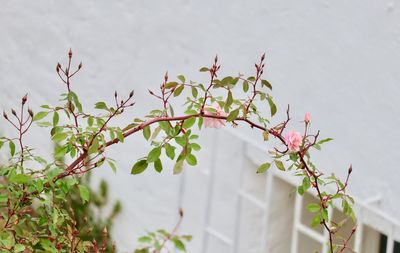 Close-up of flowering plant against tree