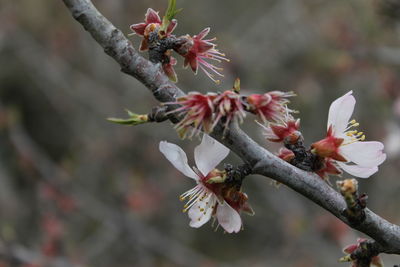 Close-up of fresh flower tree