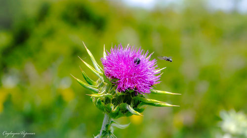 Close-up of insect on purple thistle flower