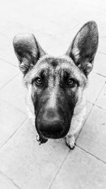 High angle portrait of dog on floor