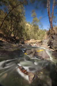 Surface level of stream amidst trees in forest