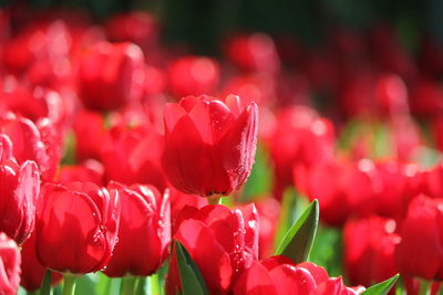 Close-up of red flowering plant