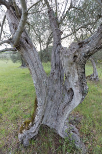 Trees on field