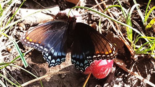 High angle view of butterfly on field