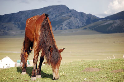 There is a brownish red wild horse eating grass on the beautiful green grassland