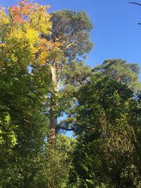 Low angle view of trees against sky