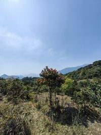 nature