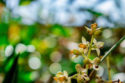 Close-up of flowering plant