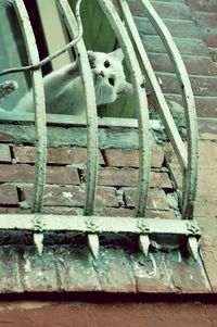 Portrait of dog in cage