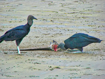 View of birds on beach