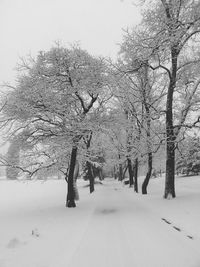 Bare trees in snow covered landscape