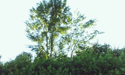 Low angle view of trees against clear sky