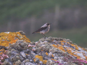 Bird perching on rock