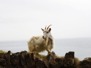 Sheep looking away on rock against sea and clear sky