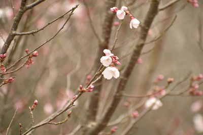 Close-up of pink cherry blossom tree