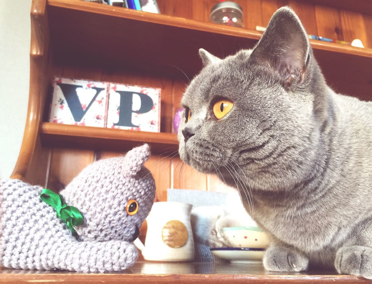 one animal, pets, animal themes, domestic animals, indoors, domestic cat, cat, mammal, close-up, vertebrate, zoology, selective focus, animal head, watching, feline, animal, whisker, front view, no people, at home, snout