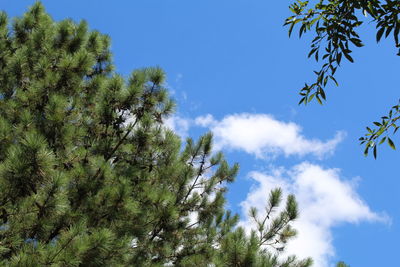 Low angle view of tree against sky