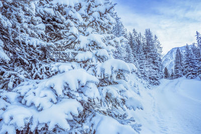 Snow covered trees against sky