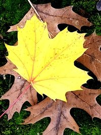 High angle view of yellow maple leaf