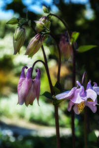 Close-up of pink flowers blooming outdoors