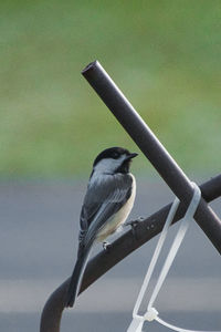 Close-up of bird perching on metal fence