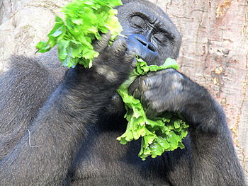 Close-up of gorilla eating