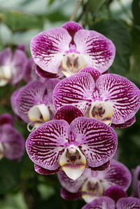 Close-up of purple flowers blooming outdoors