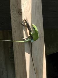 Close-up of bird perching on wood