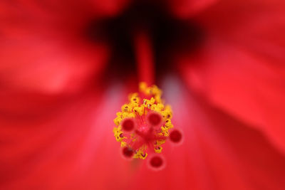 Close-up of pink flower