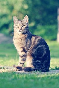 Cat sitting on grass