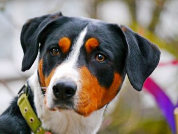 Close-up portrait of black dog