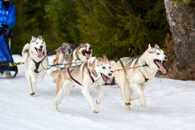 Dogs running on snow covered landscape