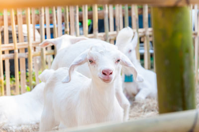 White baby goat playing with bamboo fence ,close up of white goats in farm,baby goat in a farm