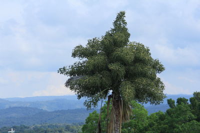 Low angle view of trees against sky