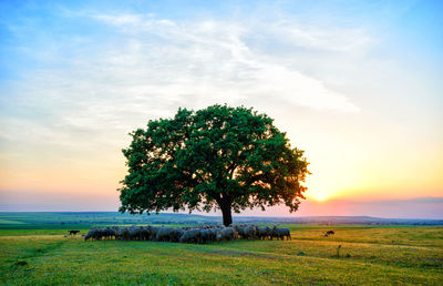 Tree on field against sky during sunset