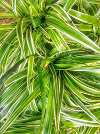 Close-up of fresh green plants