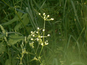plant