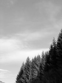 Low angle view of pine trees against sky during winter