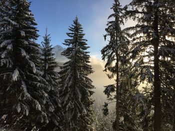 Low angle view of trees