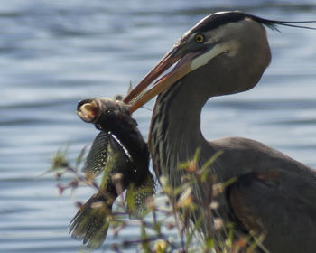 Close-up of bird perching outdoors