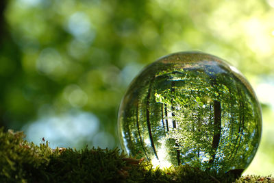 Close-up of crystal ball on tree