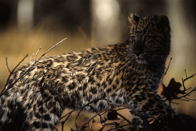 Close-up of a cat looking away