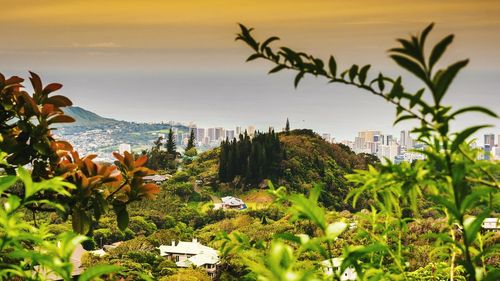 Scenic view of palm trees and plants against sky