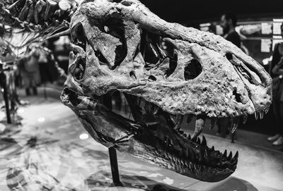 Close-up of animal skull