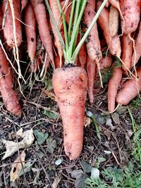 High angle view of vegetables on field