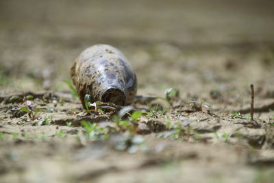 Close-up of turtle on ground