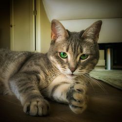 Close-up portrait of a cat resting