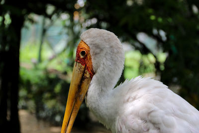 Flamingo lookalike bird carefully staring at camera